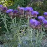 Gourmet gardeners ought to include cardoons in their repertoire; it is a close relative of the globe artichoke and just as much of a delicacy.