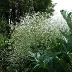 Crambe cordifolia, explode into bloom in early June