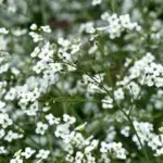 One plant will cover itself with a frothy mass of foam-like flowers.