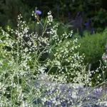 Crambe are all about stature. Plant them and stand well back.