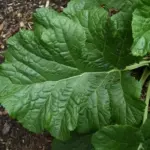 It is sometimes called Heartleaf crambe for their leaf shape
