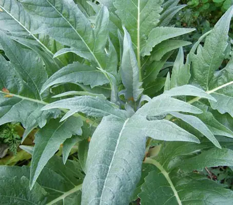 Whether you are into the culinary arts or edible landscapes, you may want to put this plant at the top of your list.