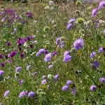 Established plants are drought-resistant and are found naturally in open, sunny situations.