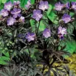 Geranium pratense 'Dark Reiter’-6405