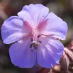 Geranium pratense 'Dark Reiter’-6403