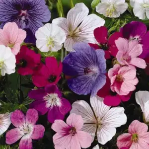 One of the longest bloomers in the garden, hardy geranium bears flowers for months at a time. It produces jewel-tone, saucer-shape flowers and mounds of handsome, lobed foliage.