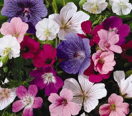 One of the longest bloomers in the garden, hardy geranium bears flowers for months at a time. It produces jewel-tone, saucer-shape flowers and mounds of handsome, lobed foliage.