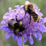 Knautia arvensis is an attractive native perennial herb of well drained grassland.