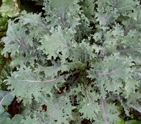 Red Russian is one of the most tender kales with a sweeter taste than most traditional varieties