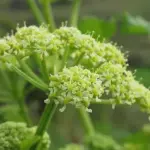 Alexanders, Smyrnium olusatrum-0