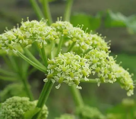 Alexanders, Smyrnium olusatrum-0