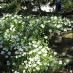 Arenaria montana is a classic little alpine or rock garden plant, still relatively unknown to many gardeners.
