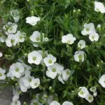 The plant form prostrate mats of foliage that are evergreen, in mid-spring they are blanketed by relatively large white flowers.