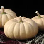 Autumn Crown’is a new butternut crossed with a Winter squash, Crown Prince F1.