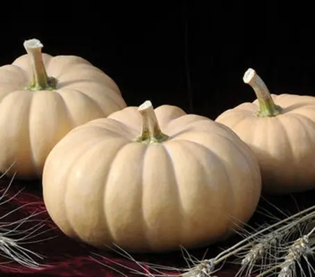 Autumn Crown’is a new butternut crossed with a Winter squash, Crown Prince F1.