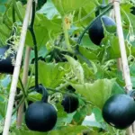 Rolet is a compact trailing type and can be trained over a framework or pergola.