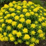 Euphorbia polychroma -6707