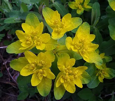 Euphorbias give us some of the best early spring herbaceous colour, but Euphorbia polychroma has the most impact.