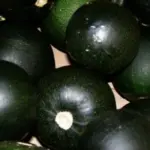 Rolet is a Gem type squash, small and round and about the size of a cricket ball.