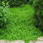 Herniaria glabra is a relatively unknown perennial that deserves to be used more often in our gardens. The nursery industry calls it ‘Green Carpet’ and well they should.