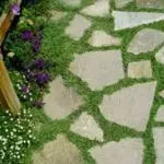 The growth rate is fairly slow and easy to control and plants can be easily divided in spring.