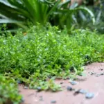 This lovely bright green creeper spreads effortlessly in all directions filling up to two feet per plant.