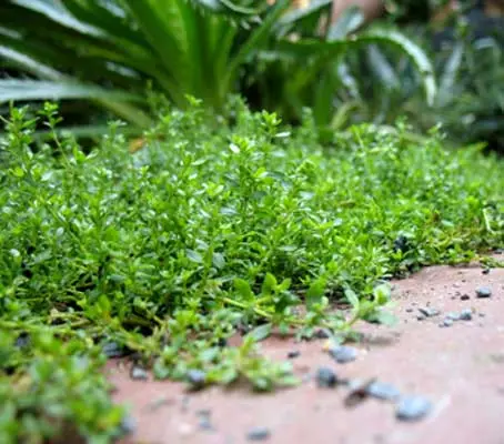 This lovely bright green creeper spreads effortlessly in all directions filling up to two feet per plant.