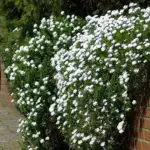 Iberis sempervirens is low-growing perennial and an early season favorite.