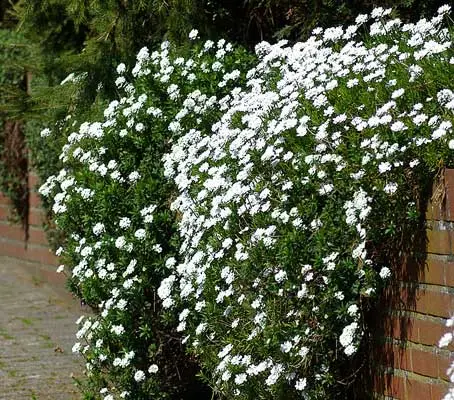 Iberis sempervirens is low-growing perennial and an early season favorite.