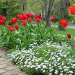 Forming dense evergreen mats this easy to grow plant is useful in many planting schemes.