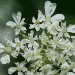 Sweet Cicely was formerly a widely cultivated culinary herb, but now only occasionally grown in the herb garden.