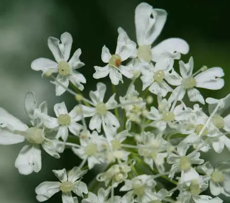 Sweet Cicely was formerly a widely cultivated culinary herb, but now only occasionally grown in the herb garden.