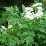 It is a very attractive plant that is a striking component of herb gardens and hedgerows.