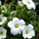 With a ground-hugging habit of growth is is great for edging paths, between flagstones, in walls or in the rock garden