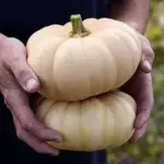 Autumn Crown has inherited early ripening from Crown Prince, setting fruits at least a month before the previously available fastest butternuts.