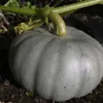 F1 Crown Prince is widely considered to be one of the best flavoured squashes.