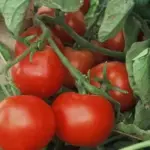 Tomato 'Matina' has the kind of perfect sweet and acidic balance that you normally find in larger, late season tomatoes.