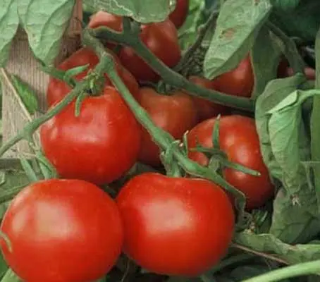 Tomato 'Matina' has the kind of perfect sweet and acidic balance that you normally find in larger, late season tomatoes.