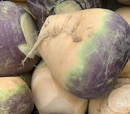 Swede, also known as Rutabaga is a cross between cabbage and turnip