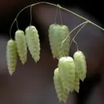 They become almost animated when touched by a gentle summer breeze.