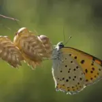 When first open, the seed heads are green but gradually take on golden shades as summer progresses.
