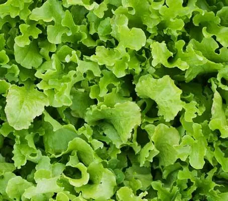 Lettuce 'Green Salad Bowl' is a large fast growing rosette lettuce with long, light green, deep cut leaves.