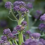 Early Purple Sprouting Broccoli has been selected for its hardiness and flavour.