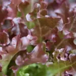 Red Salad Bowl is a large fast growing rosette lettuce with very pretty burgundy-green crimped leaves.