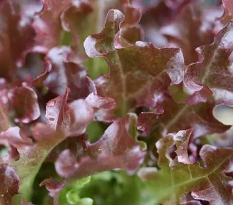 Red Salad Bowl is a large fast growing rosette lettuce with very pretty burgundy-green crimped leaves.