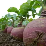 Sown May to July, it can be harvested from October through to March.