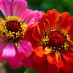 The blooms come a full range of bright uniform colours including scarlet, pale rose, orange, bright pink and dark pink.