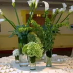 They get their common name Bells of Ireland because of their fantastic green colour