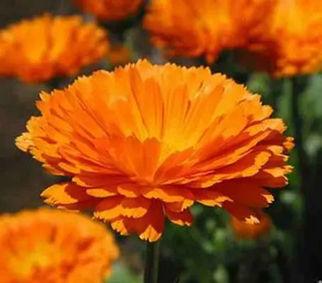 Cheerful and bright, use Calendula alone or in combination with other flowering annuals and perennials in beds, borders or containers.