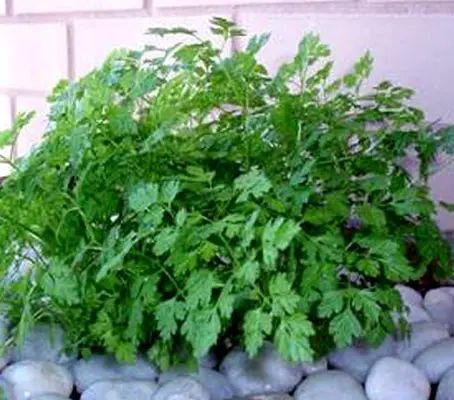 "Massa" is a dark green Chervil selection with smooth leaves and good plant vigour.